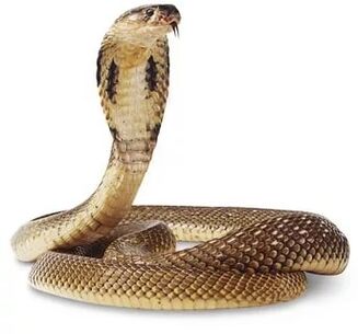 Königskobra-Komposition
